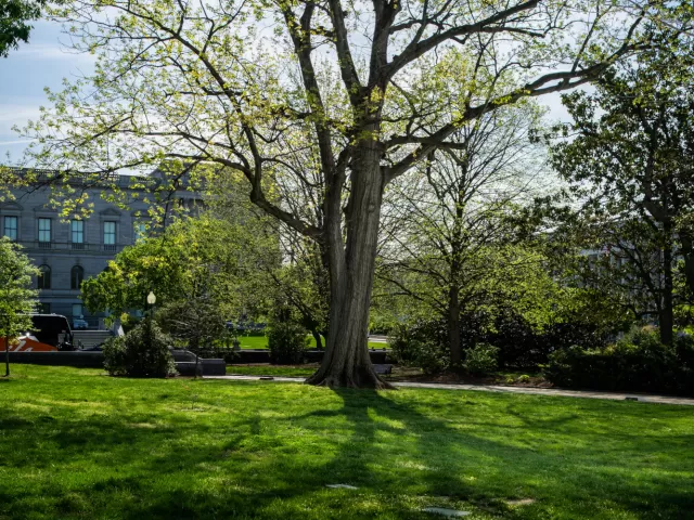 A tree on the U.S. Capitol campus.