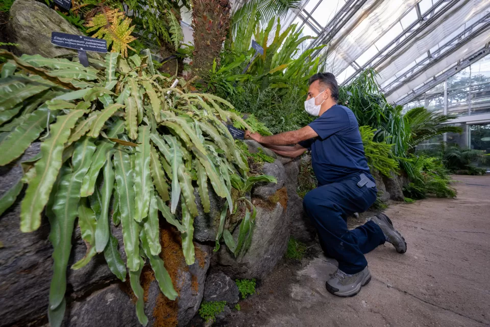 USBG Gardener Santos Carrillo secures a new plant into place in the renovated Primeval Garden retaining wall.