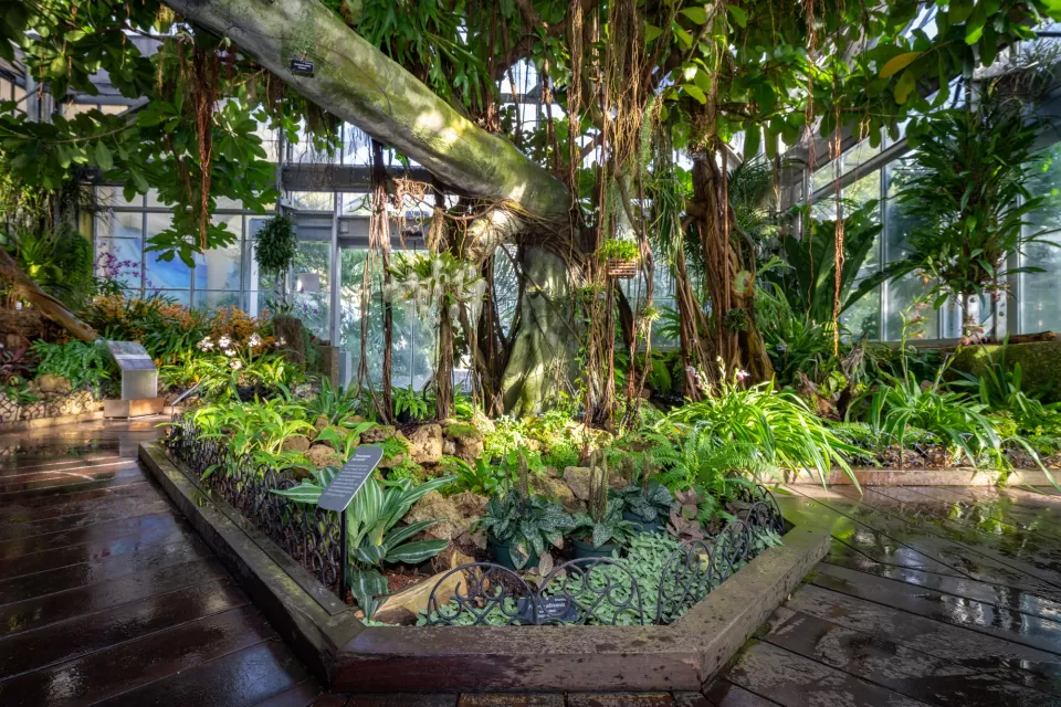 The Orchid house renovations made the house safer as well as improved planting areas for the terrestrial orchids through removal of excess roots from the ficus tree and refurbishment of the ground-level planting area with new, healthy soil.