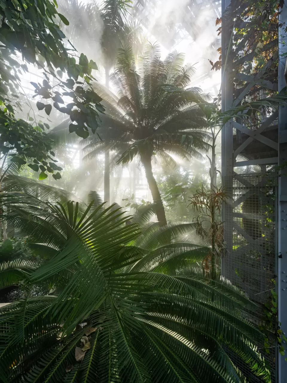 The plants of the USBG Tropics house benefit from increased humidity generated by a newly installed fogger system.