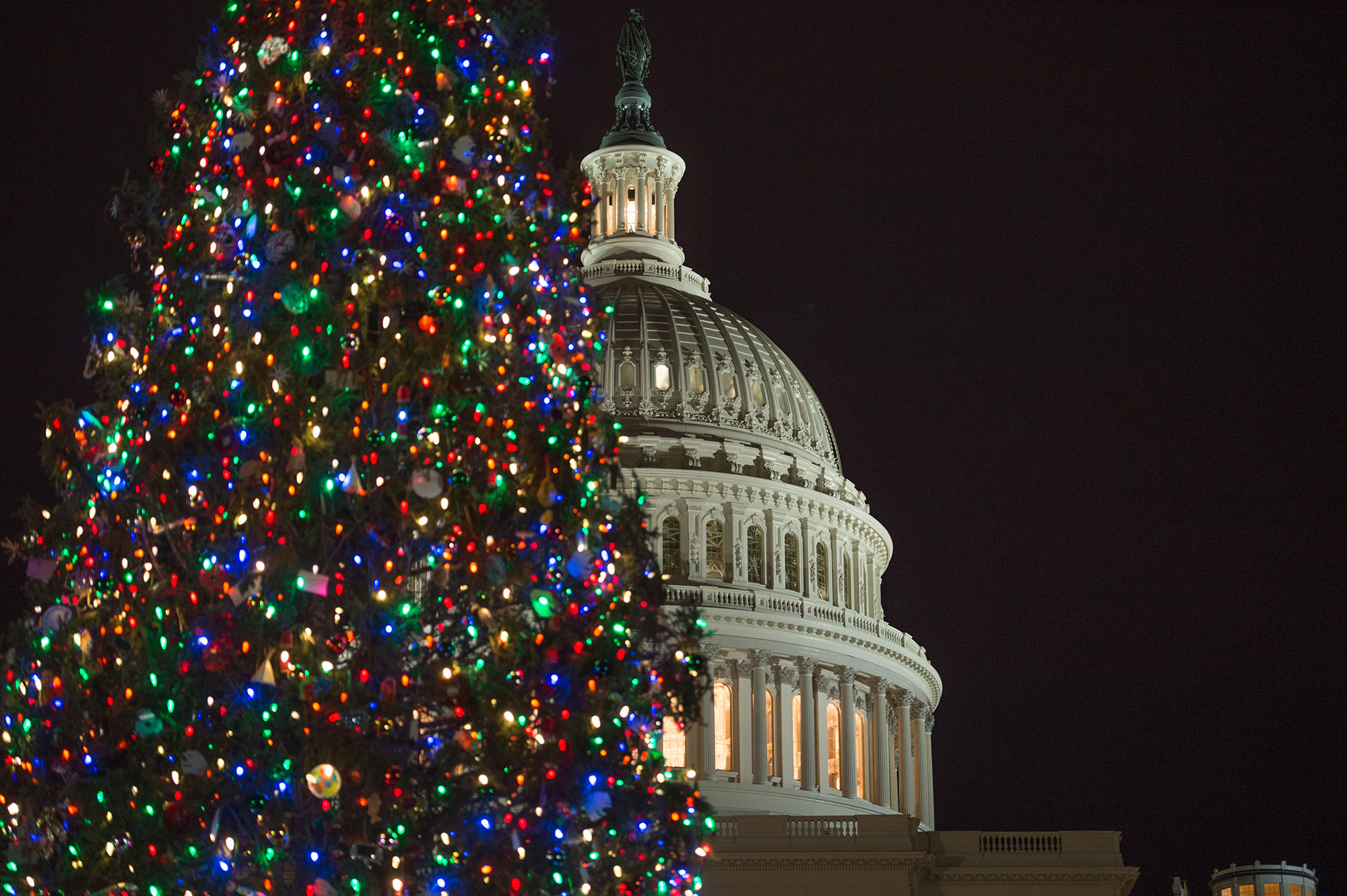 Image result for us capitol christmas tree 2019"