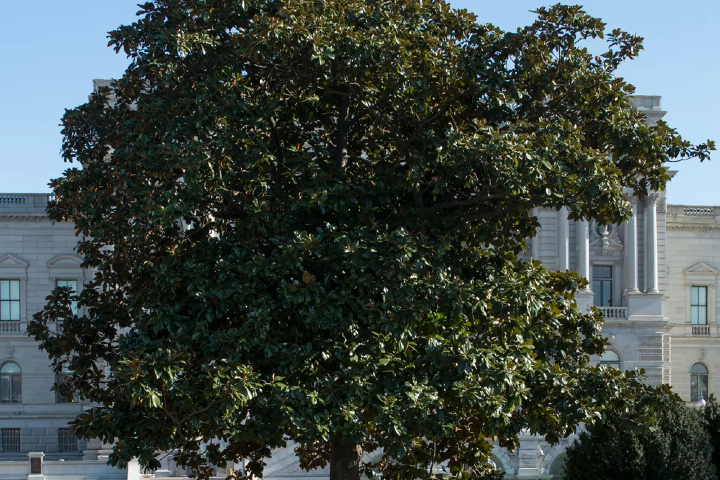 The Rep. Colmer tree on the U.S. Capitol Grounds during fall.