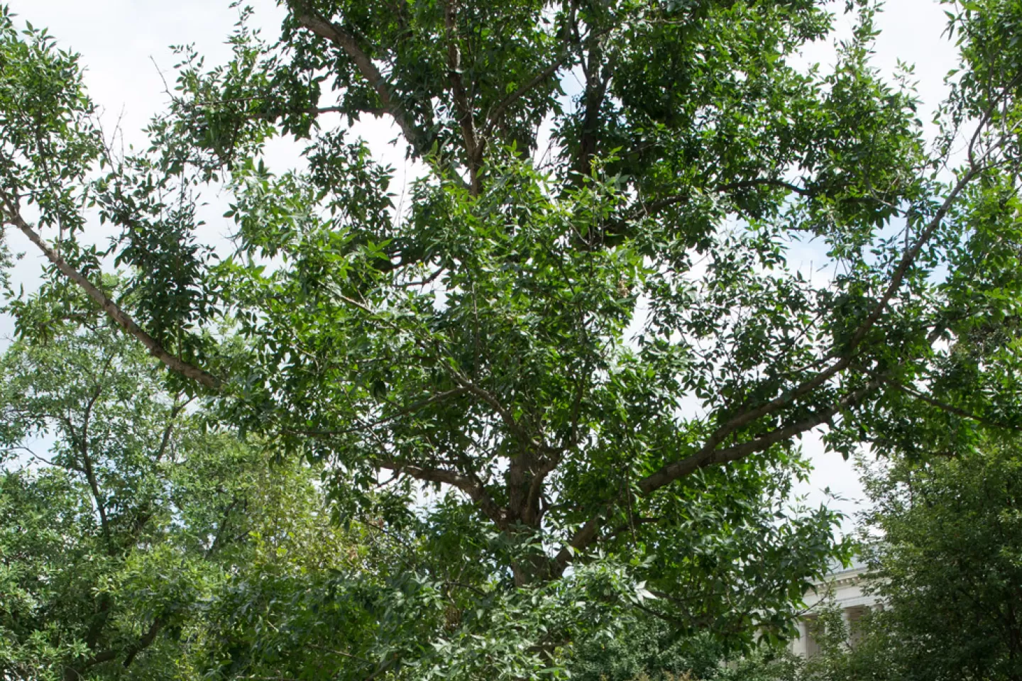 The Rep. Walter Capps tree on the U.S. Capitol Grounds during summer.