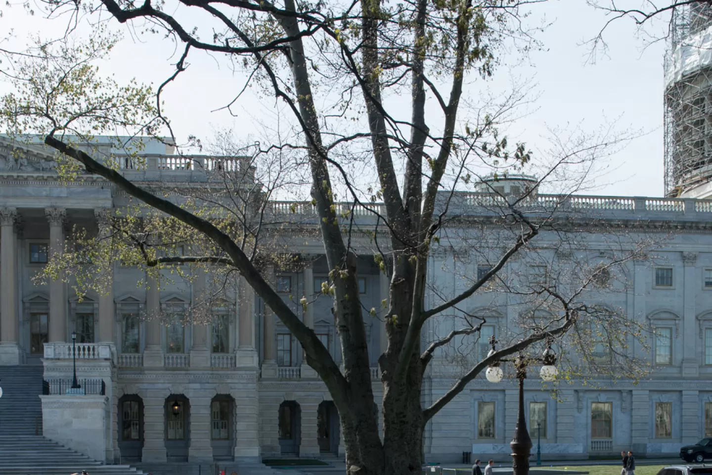 The Rep. Joseph Walsh tree on the U.S. Capitol Grounds during spring.