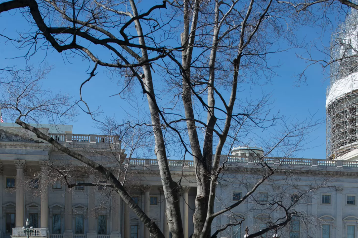 The Rep. Joseph Walsh tree on the U.S. Capitol Grounds during winter.