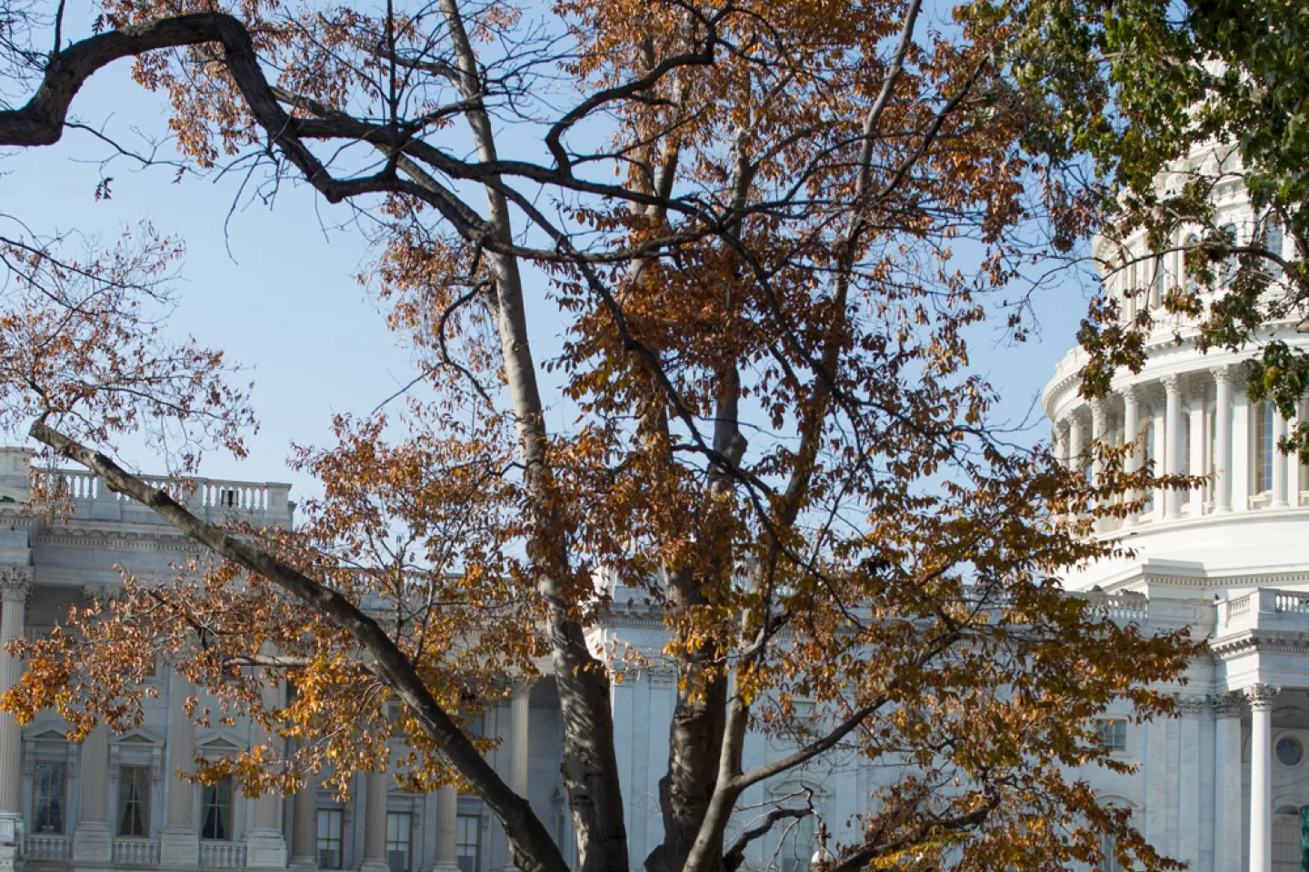 The Rep. Joseph Walsh tree on the U.S. Capitol Grounds during fall.
