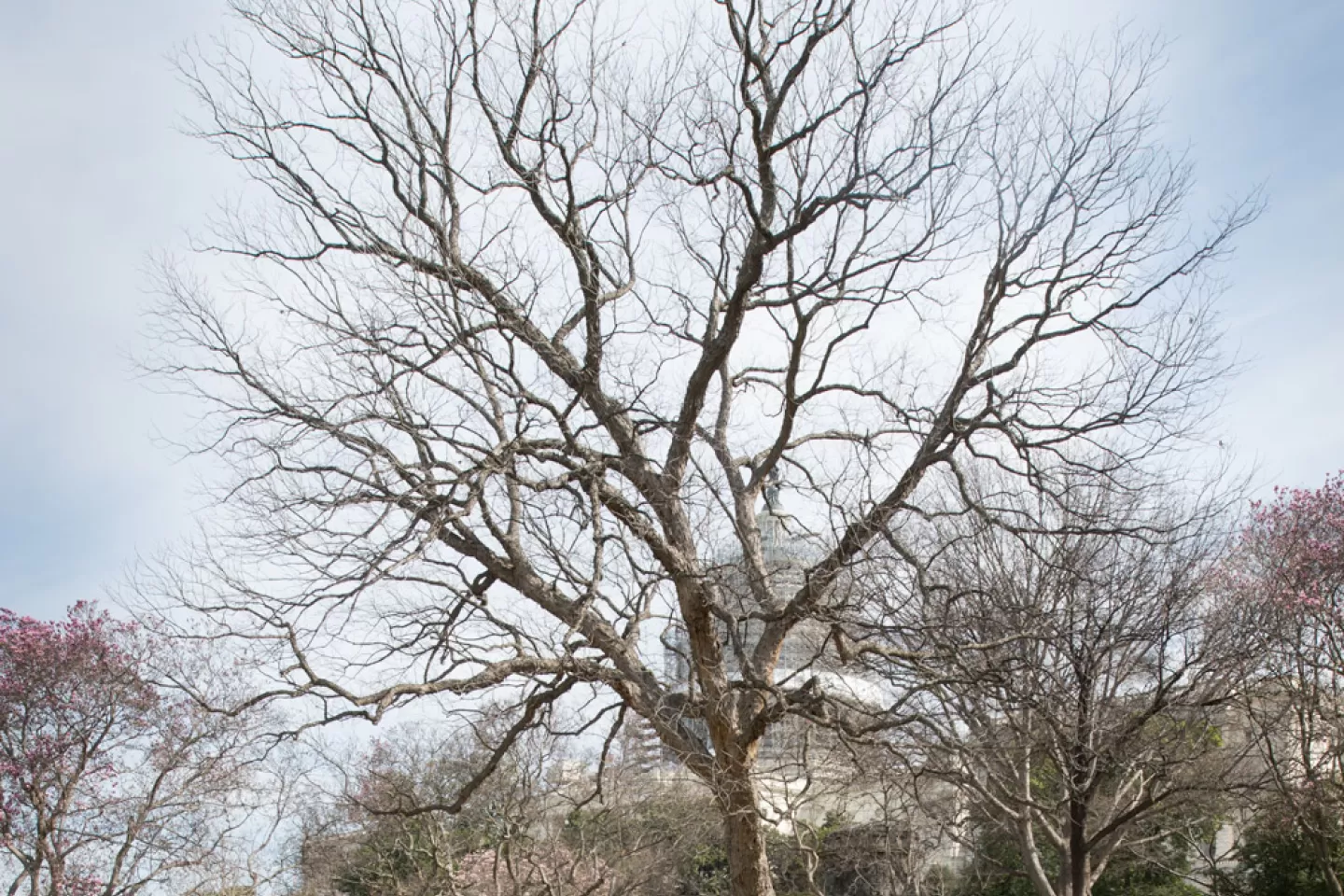 The Rep. Slayden tree on the U.S. Capitol Grounds during winter.