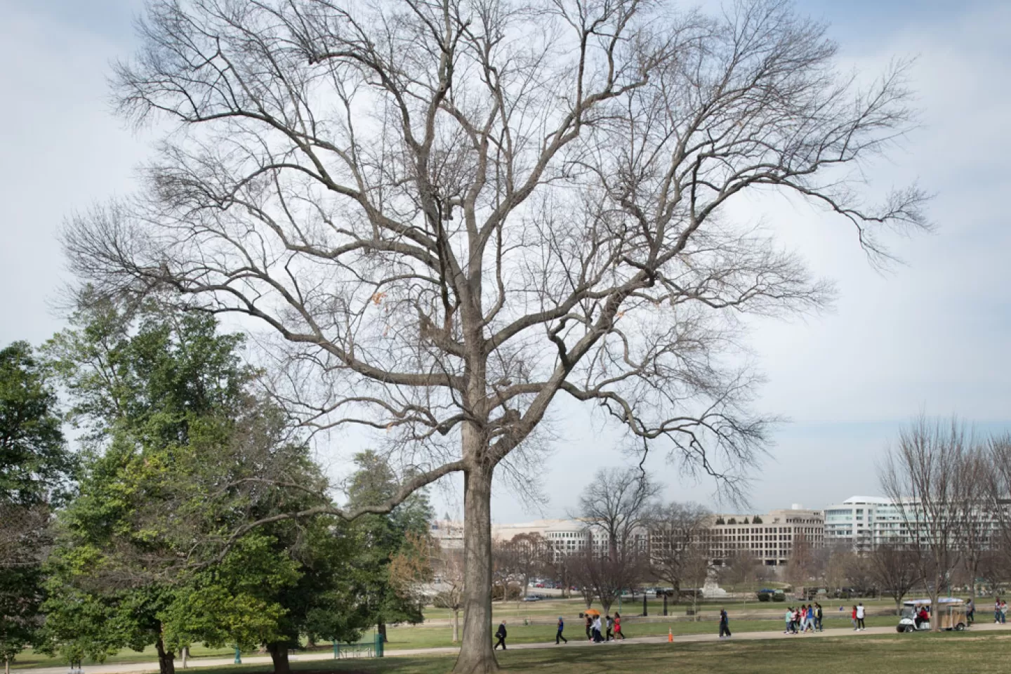 The Rep. Marlin Olmsted tree on the U.S. Capitol Grounds during winter.