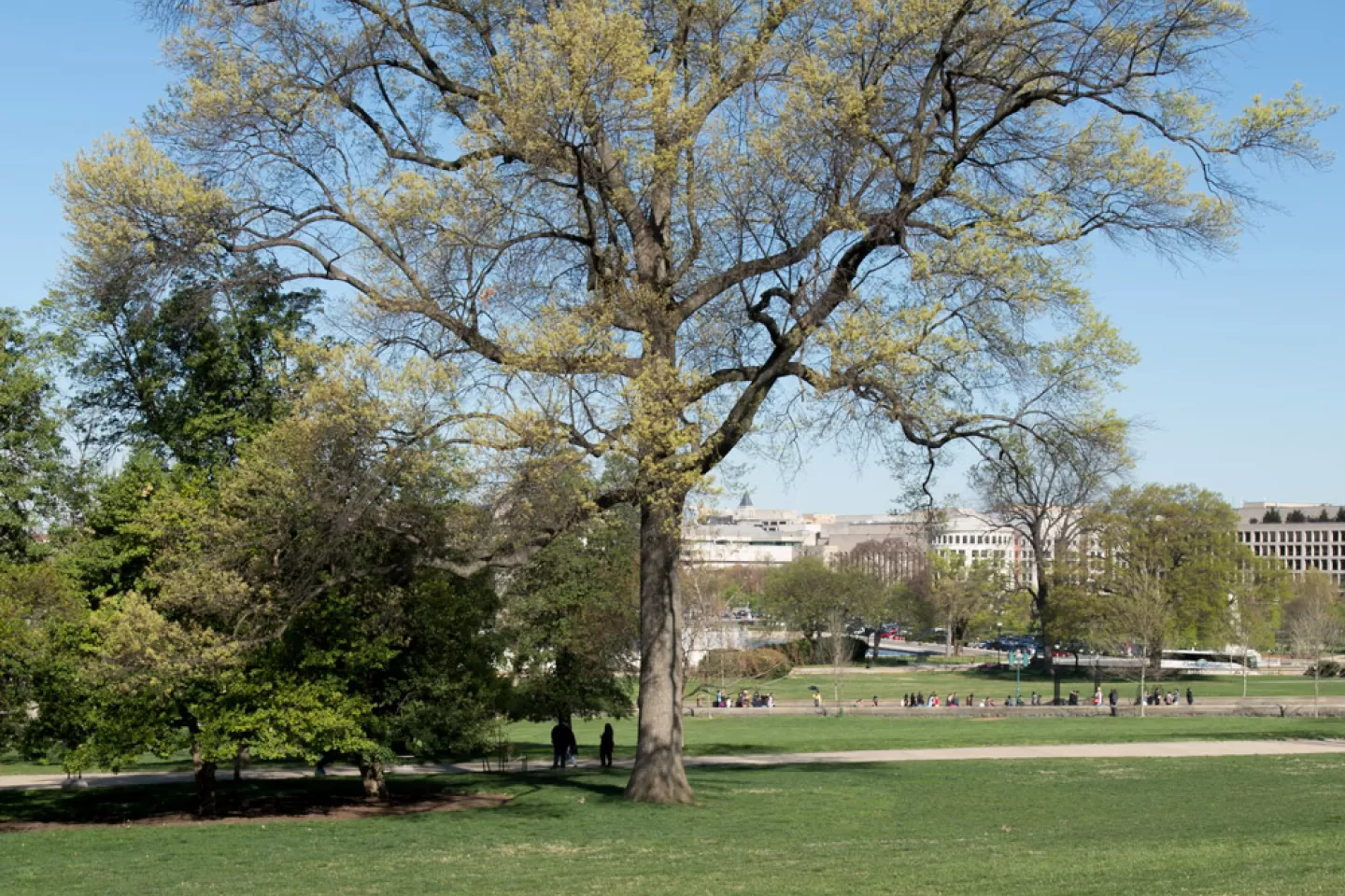 The Rep. Marlin Olmsted tree on the U.S. Capitol Grounds during spring.