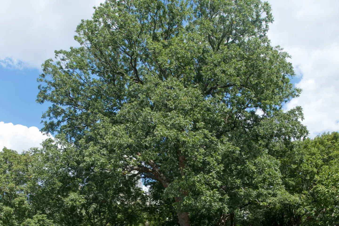 The Rep. Slayden tree on the U.S. Capitol Grounds during summer.
