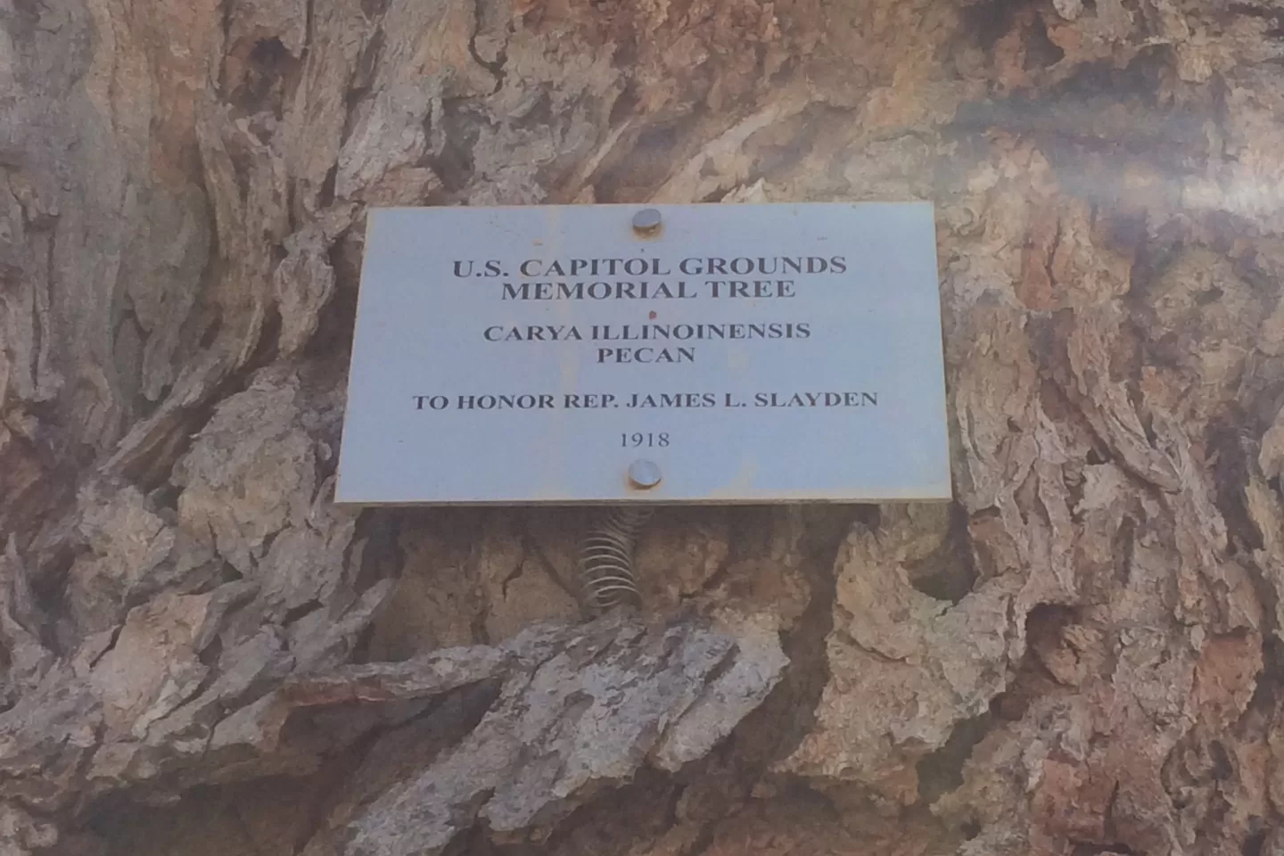 Plaque that reads: U.S. Capitol Grounds Memorial Tree  Carya illoinensis (Pecan)  To Honor Rep. James L. Slayden  1918