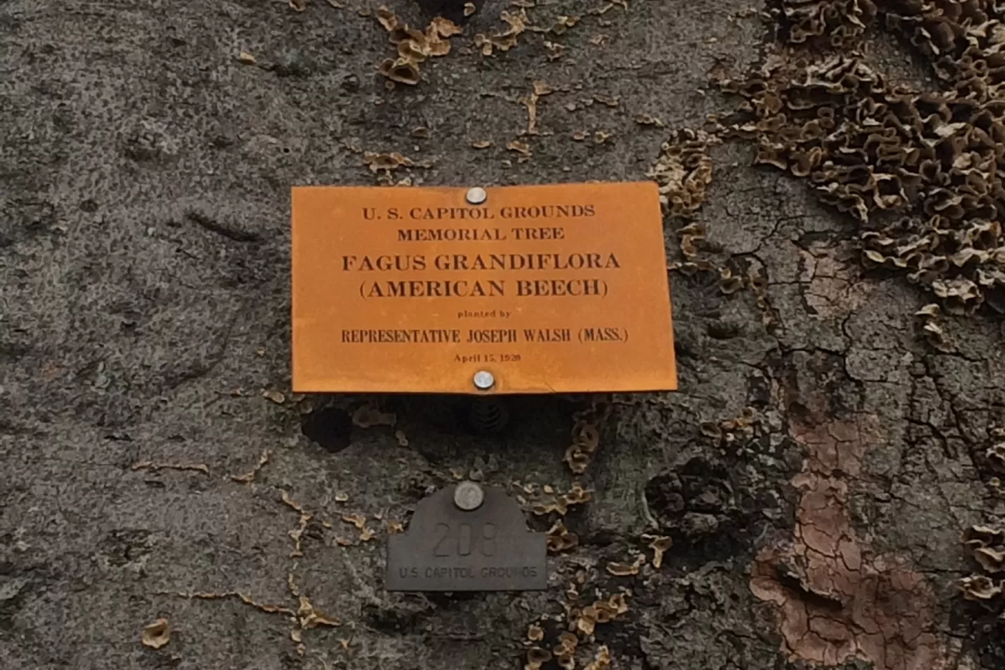 Plaque that reads: U.S. Capitol Grounds Memorial Tree  Fagus grandiflora (American Beech)  planted by  Representative Joseph Walsh (Mass.)  April 15, 1920