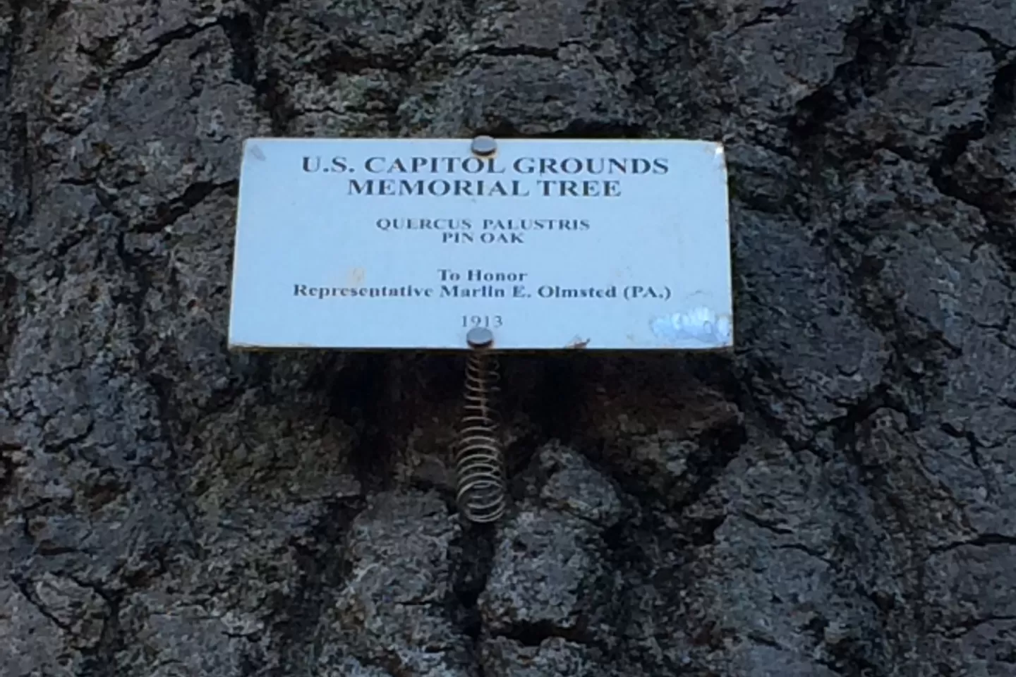Plaque that reads: U.S. Capitol Grounds Memorial Tree  Quercus palustris (Pin Oak)  To Honor Representative Marlin E. Olmsted (Pa.)  1913