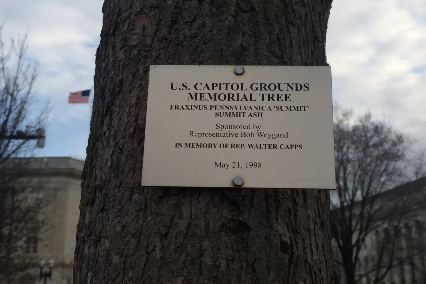 Plaque that reads: U.S. Capitol Grounds Memorial Tree  Fraxinus pennsylvanica ‘summit’ (Summit Ash)  Sponsored by Representative Bob Weygand  In Memory of Rep. Walter Capps  May 21, 1998