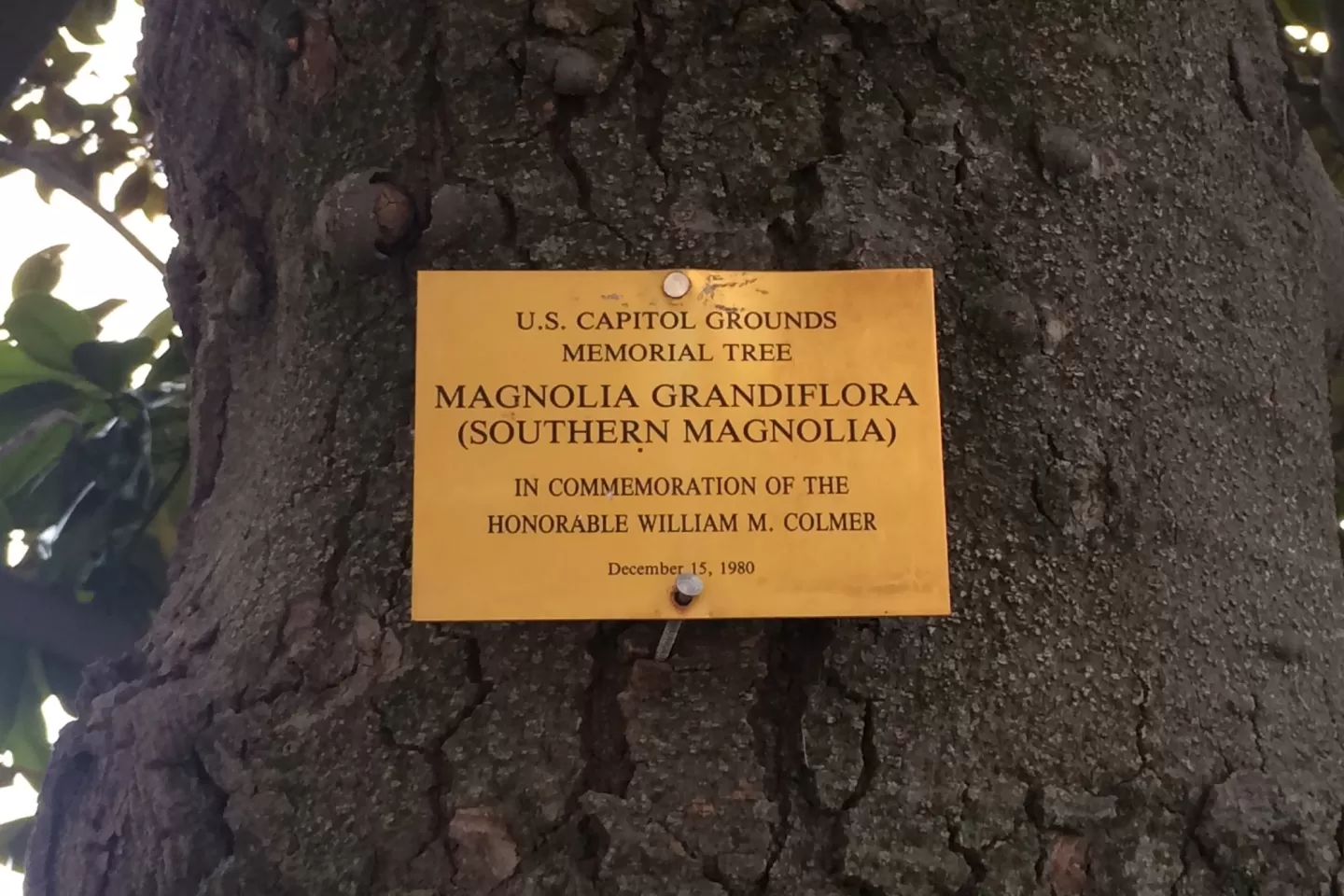 Plaque that reads: U.S. Capitol Grounds Memorial Tree  Magnolia grandiflora (Southern Magnolia)  In Commemoration of the Honorable William M. Colmer  December 15, 1980