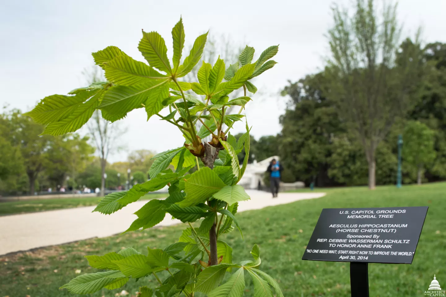 Tree planted for Anne Frank in memoriam.