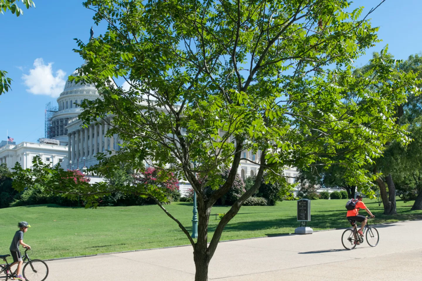 The Wangari Maathai tree on U.S. Capitol Grounds in summer.