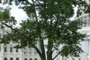 The Rep. Joseph Walsh tree on the U.S. Capitol Grounds during summer.