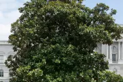 The Rep. Colmer tree on the U.S. Capitol Grounds during summer.