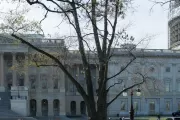 The Rep. Joseph Walsh tree on the U.S. Capitol Grounds during spring.