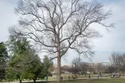 The Rep. Marlin Olmsted tree on the U.S. Capitol Grounds during winter.