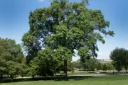 The Rep. Marlin Olmsted tree on the U.S. Capitol Grounds during summer.