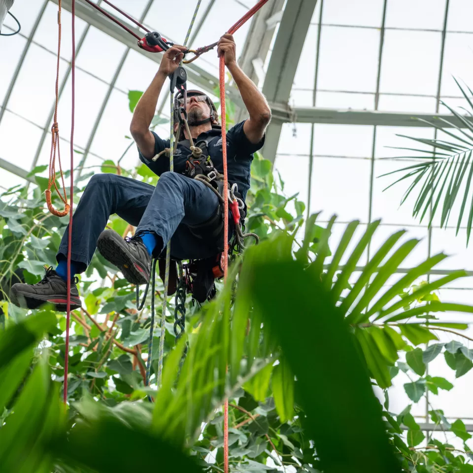 USBG Arborist Shaun Abell, who helped install the new, higher fogger system, at the top of the Tropics house.