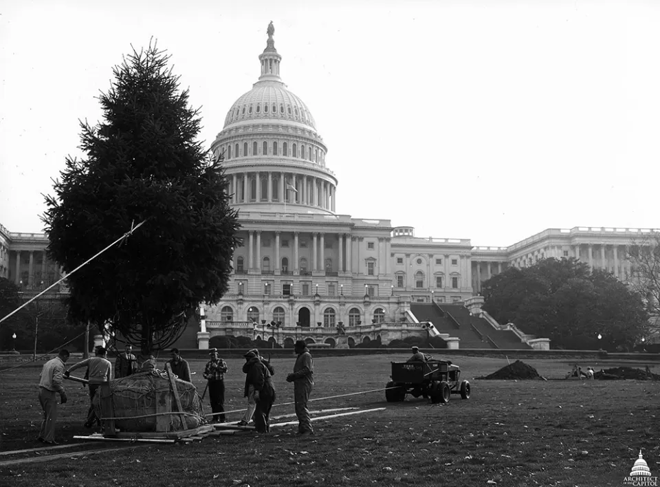 The first Capitol Christmas Tree being planted on the West Front in 1964.