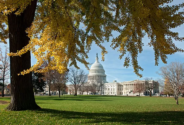 View of the U.S. Capitol from under a gingko tree on the West Front.