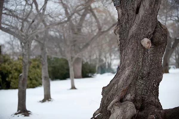 Detail of a tree on the U.S. Capitol's West Front during winter.