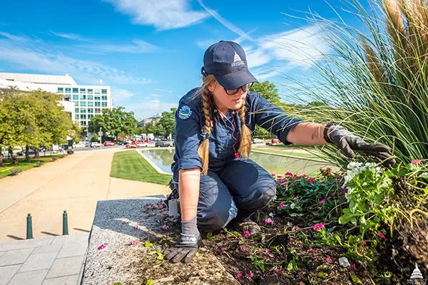 A member of the AOC Capitol Grounds team does some gardening in Senate Park.