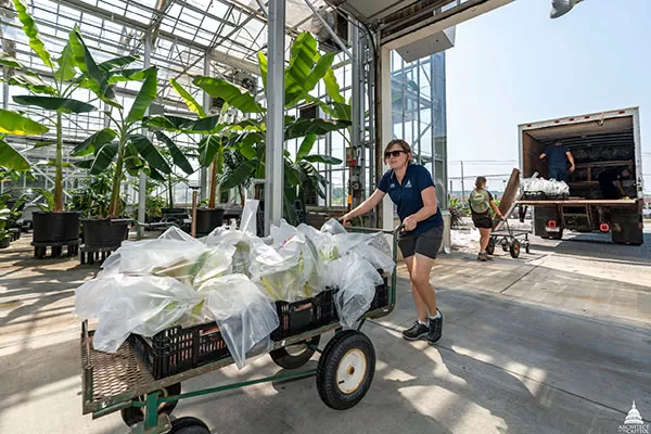 USBG gardener Paula Waltz hauls a cartload of orchids into the Production Facility, each individually wrapped to prevent possible disease transmission. 