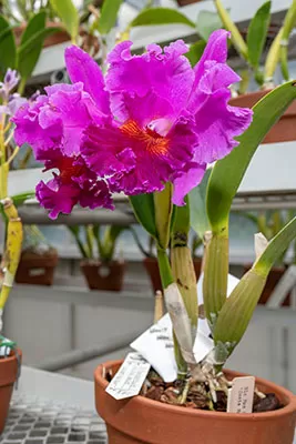 Rhyncolaeliocattleya Tampico stands proud among the donated orchids.