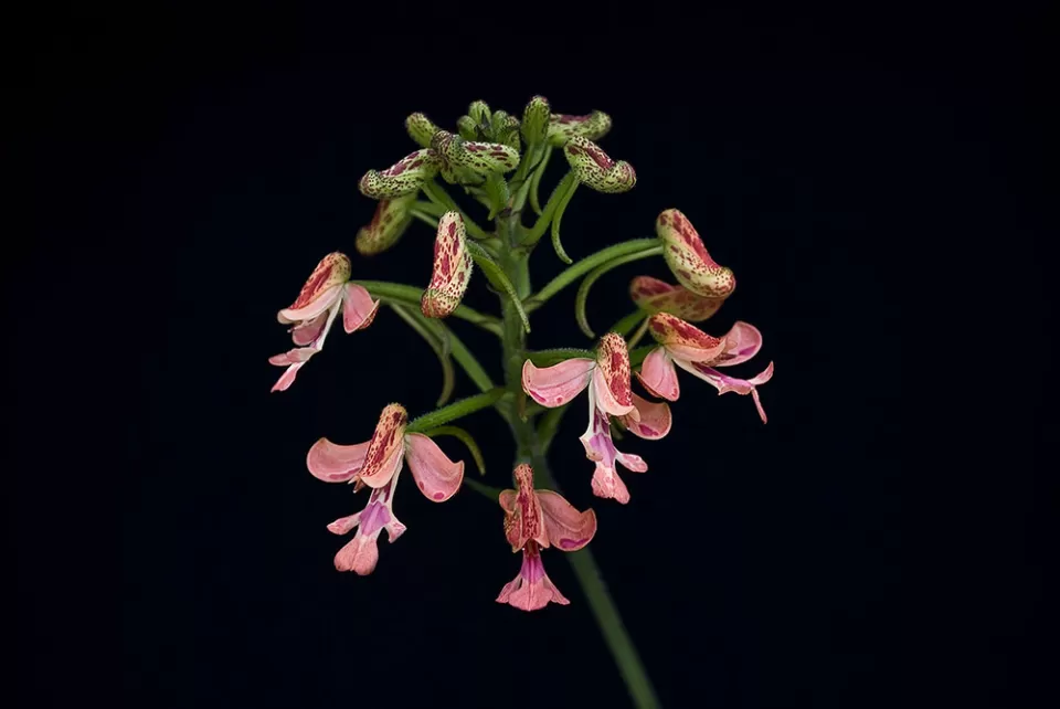 The Cynorkis gibbosa is a terrestrial orchid.
