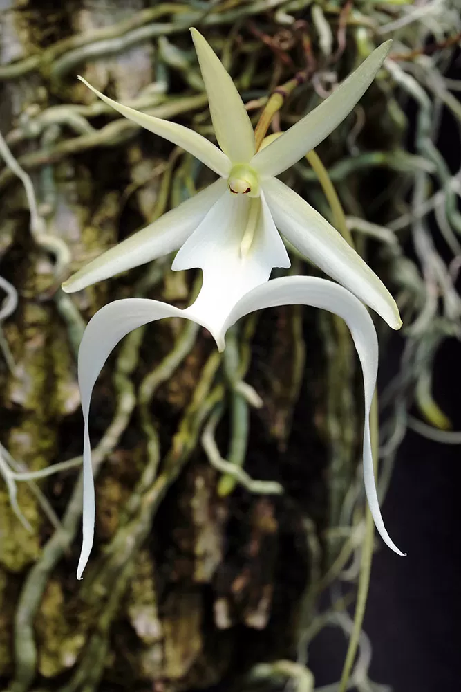 The Dendrophylax_lindenii is a perennial epiphyte.
