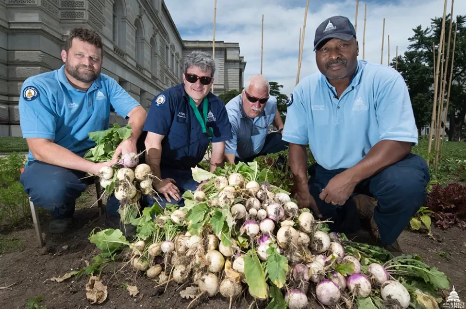 Turnip harvest in the 2017 War Gardens.