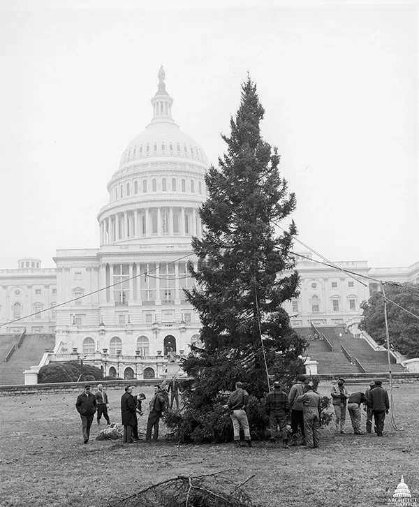 AOC workers anchor the 1971 U.S. Capitol Christmas Tree on the West Lawn.