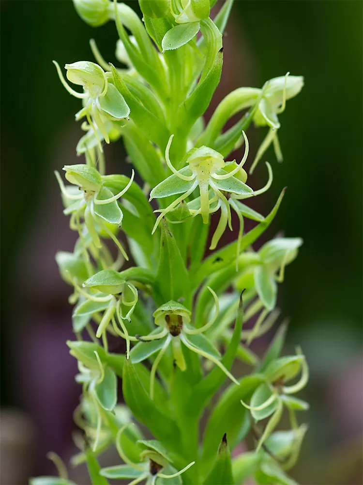 The water-spider orchid with green flowers.
