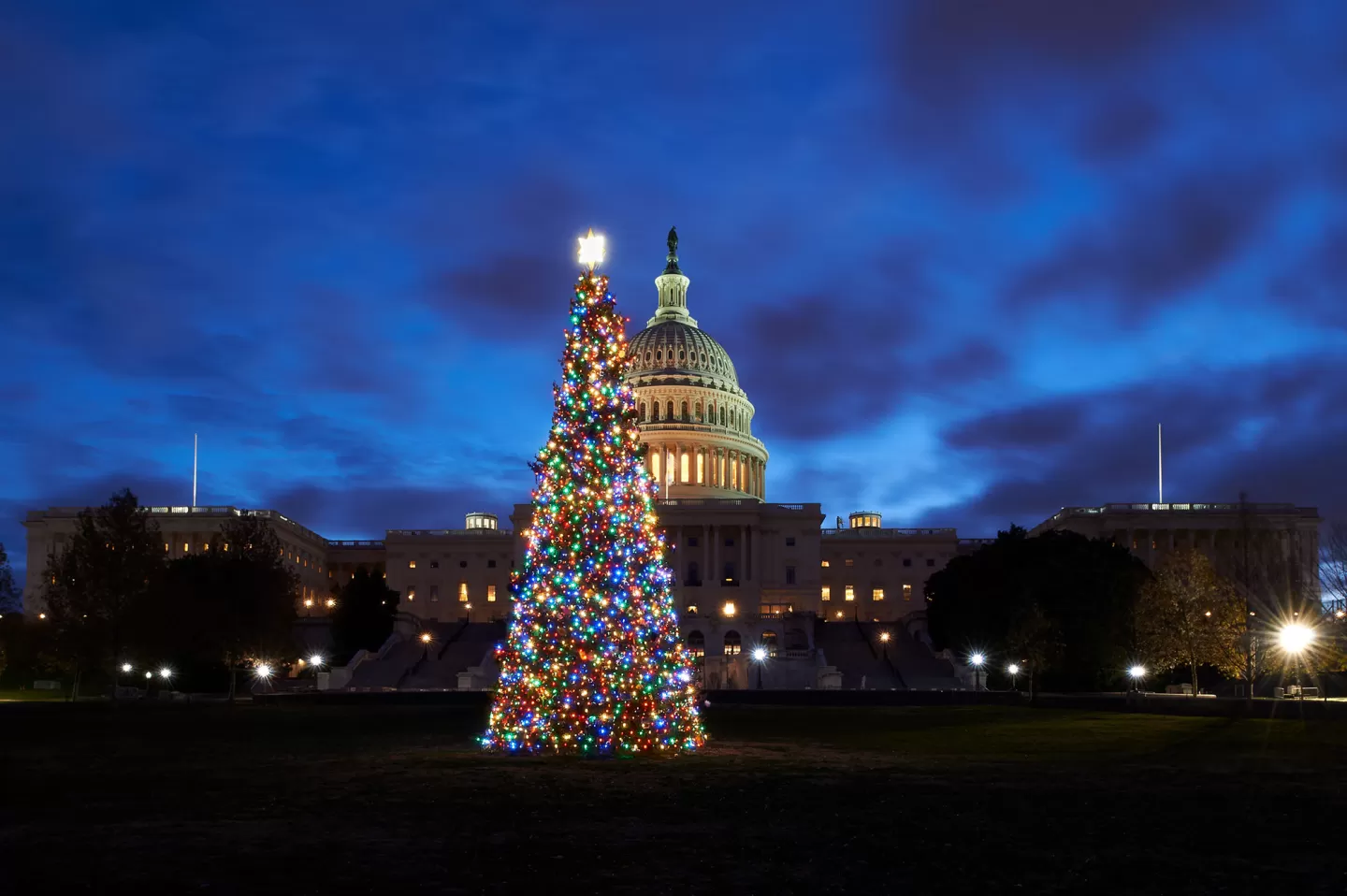 The 2019 U.S. Capitol Christmas Tree with lights on.