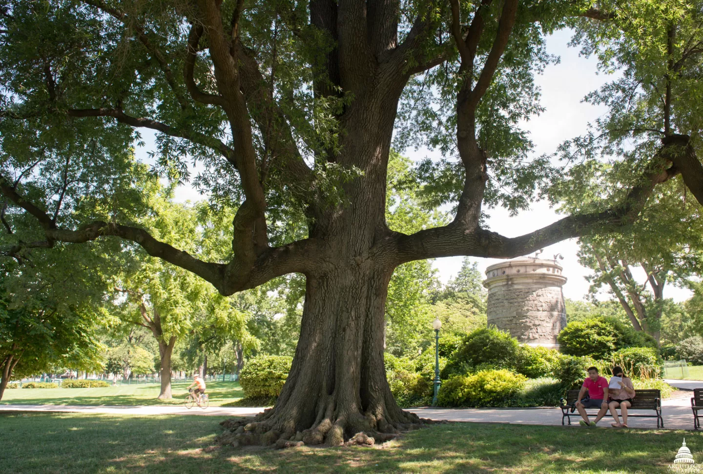 Visitors to Capitol Grounds rest beneath a Willow Oak tree.