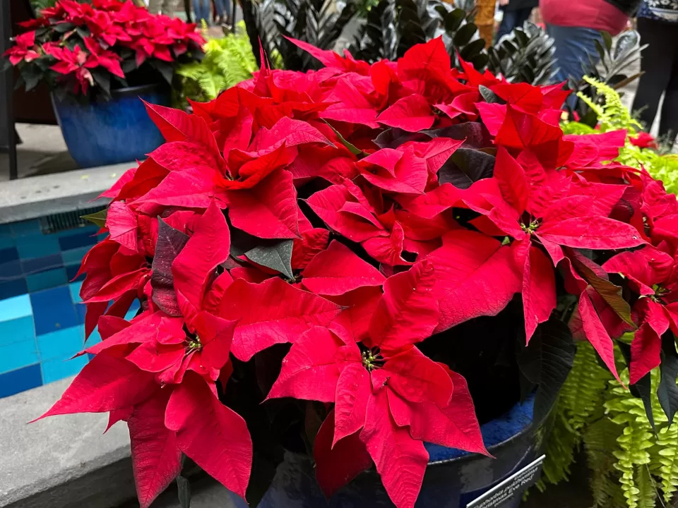 Christmas Eve Red poinsettia at the United States Botanic Garden.