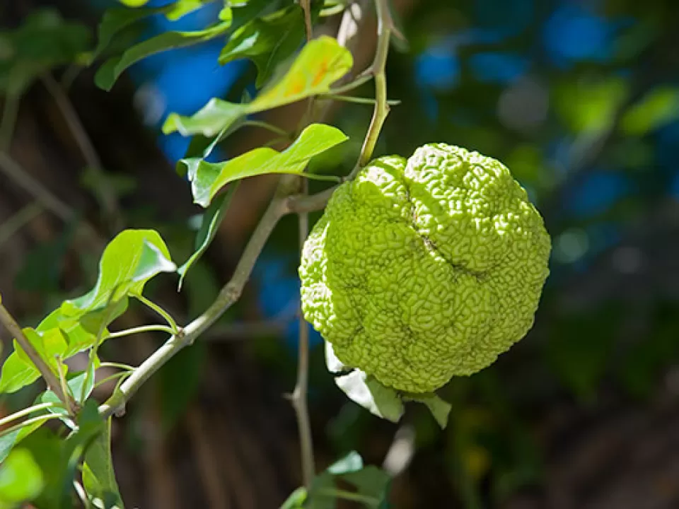 Close-up view of the large fruit of an Osage orange tree on the U.S. Capitol Grounds.