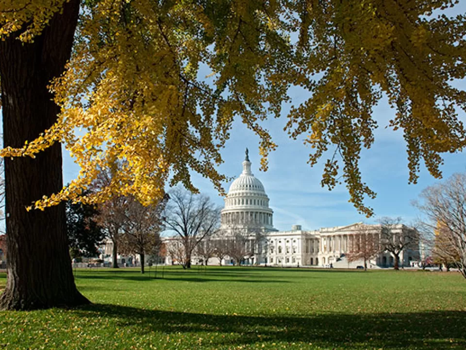 View of the U.S. Capitol from under a gingko tree on the West Front.