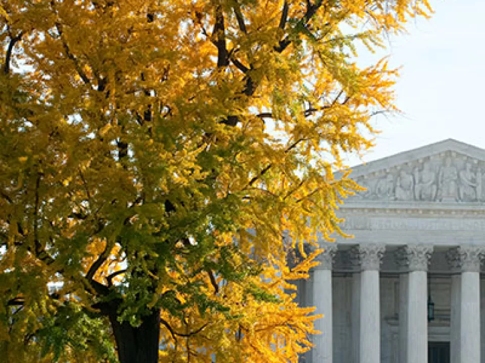 View of the Supreme Court Building from under a gingko tree on the U.S. Capitol's West Front.