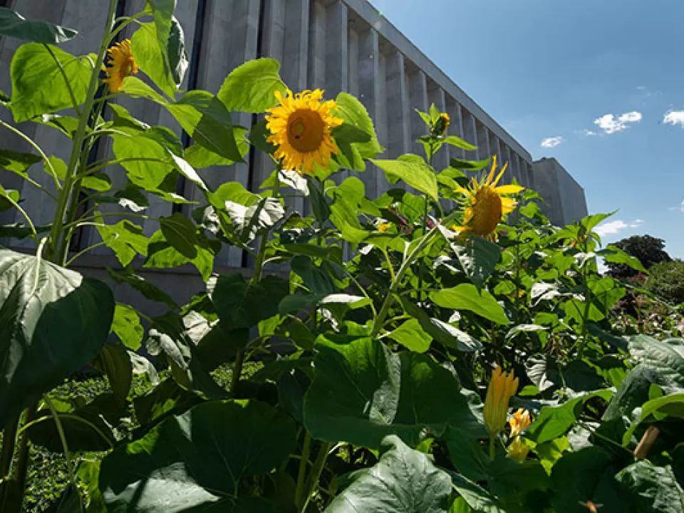 Sunflowers in the 2018 victory garden near the Library of Congress James Madison Building.