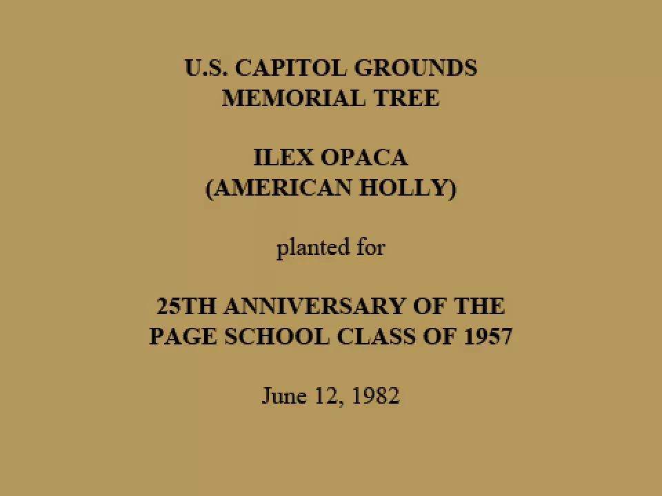 U.S. Capitol Grounds Memorial Tree  Ilex opaca (American Holly)  planted for  25th Anniversary of the  Page School Class of 1957  June 12, 1982