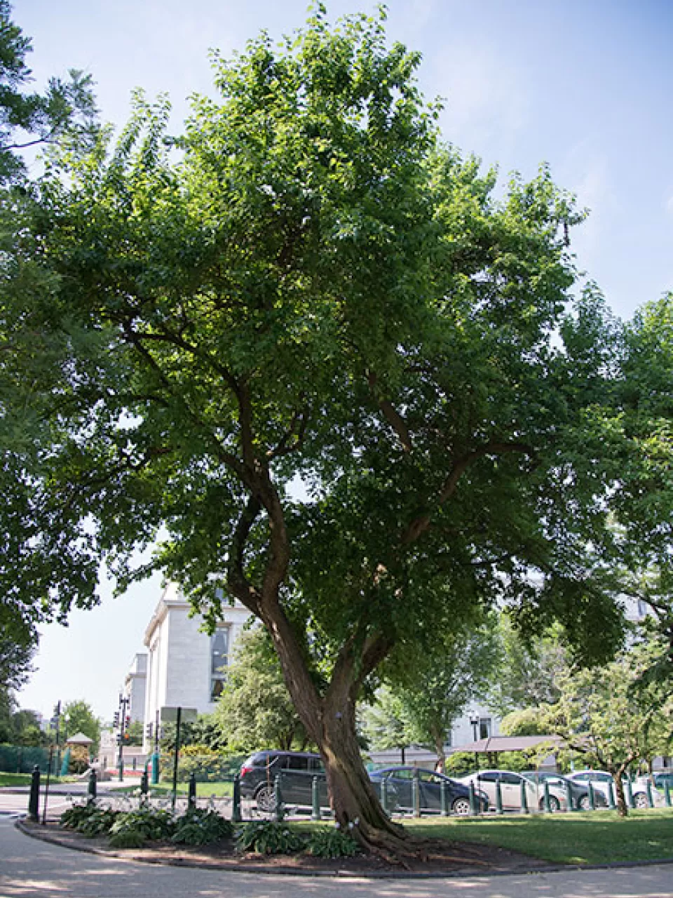 An Osage orange tree on the U.S. Capitol Grounds during the summer.