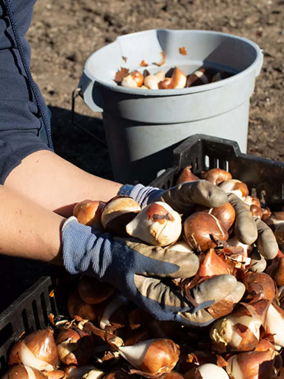 AOC Capitol Grounds and Arboretum planting bulbs during the autumn season.