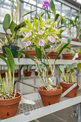 Brassocattleya Binosa, bred in 1950, has become a very important parent to many later orchid hybrids.
