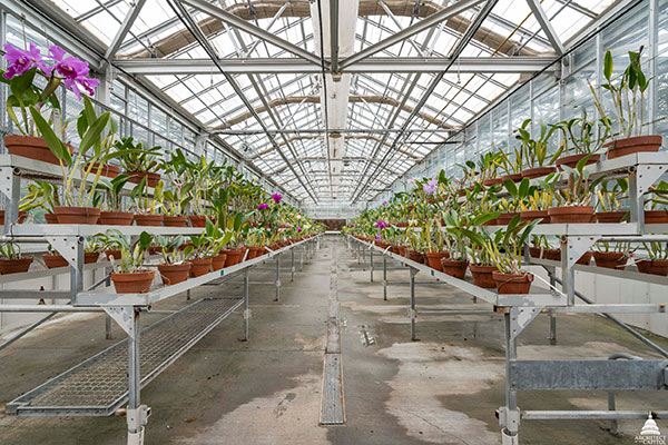 The many donated orchids blooming at the U.S. Botanic Garden.